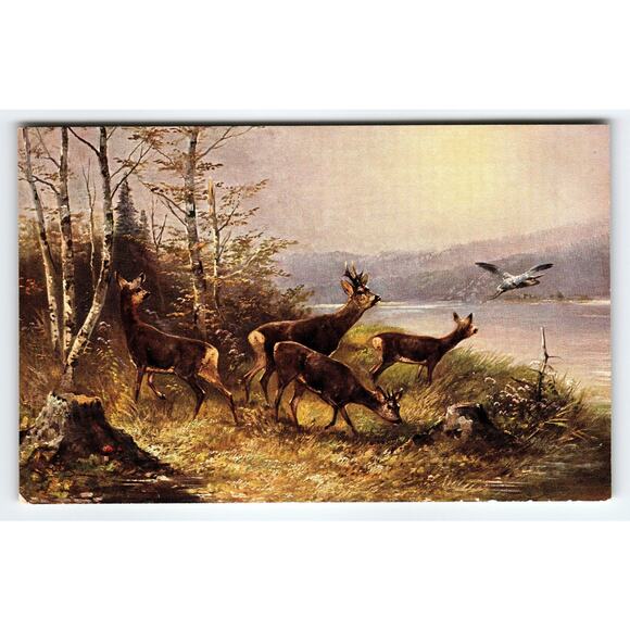 Signed Muller Artist Postcard of Deer and Bird by Lakeside Forest Scene - Picture 1 of 2